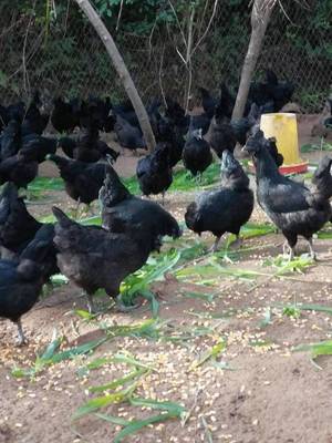 云南西双版纳景洪市五黑鸡苗批发，绿壳蛋鸡新选择