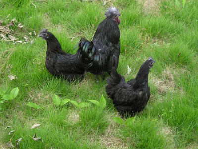 东营鹅苗、德州笨鸡苗与山东土鸡苗 常年孵化，品质保障