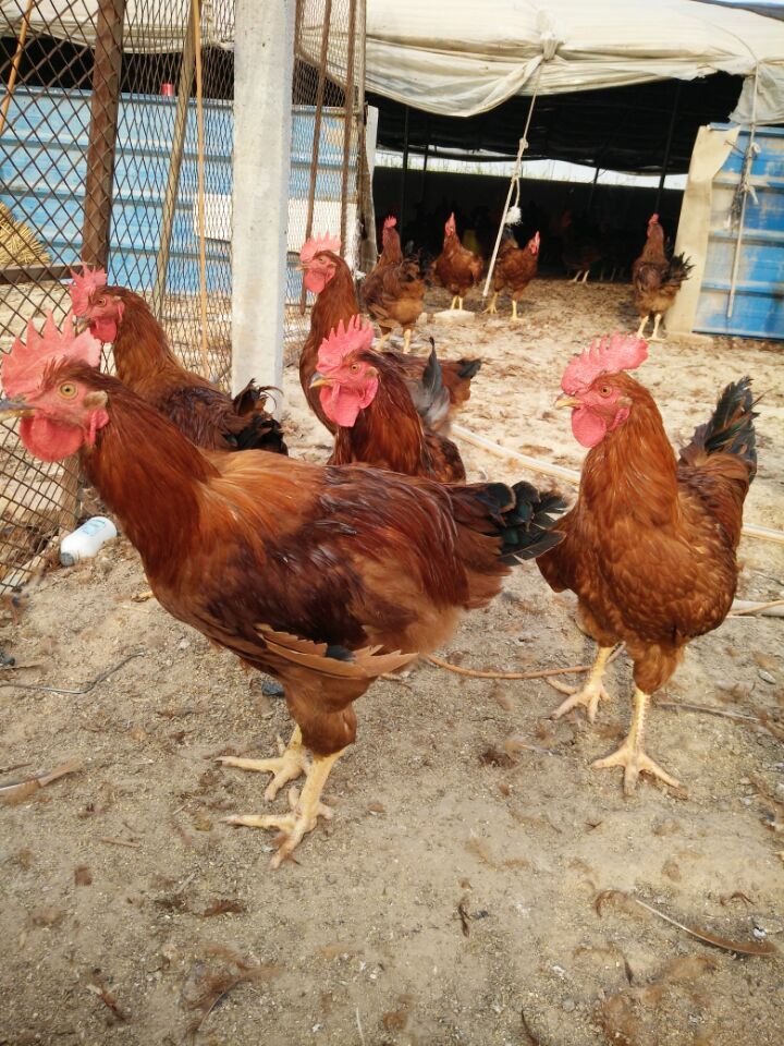 兖州市红玉种鸡场 优质鸡苗的可靠选择