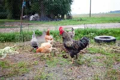 鸡苗与鹅苗的培育与养殖要点