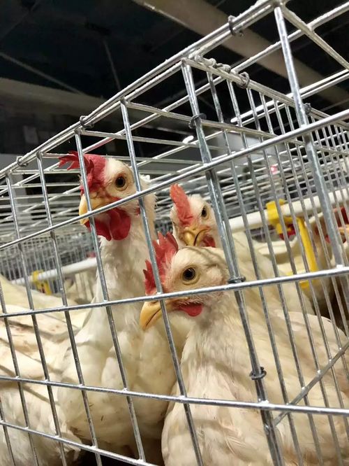 养殖寒冬中的坚守 鸡鸭猪接连亏损，春天是否藏在鹅苗里？