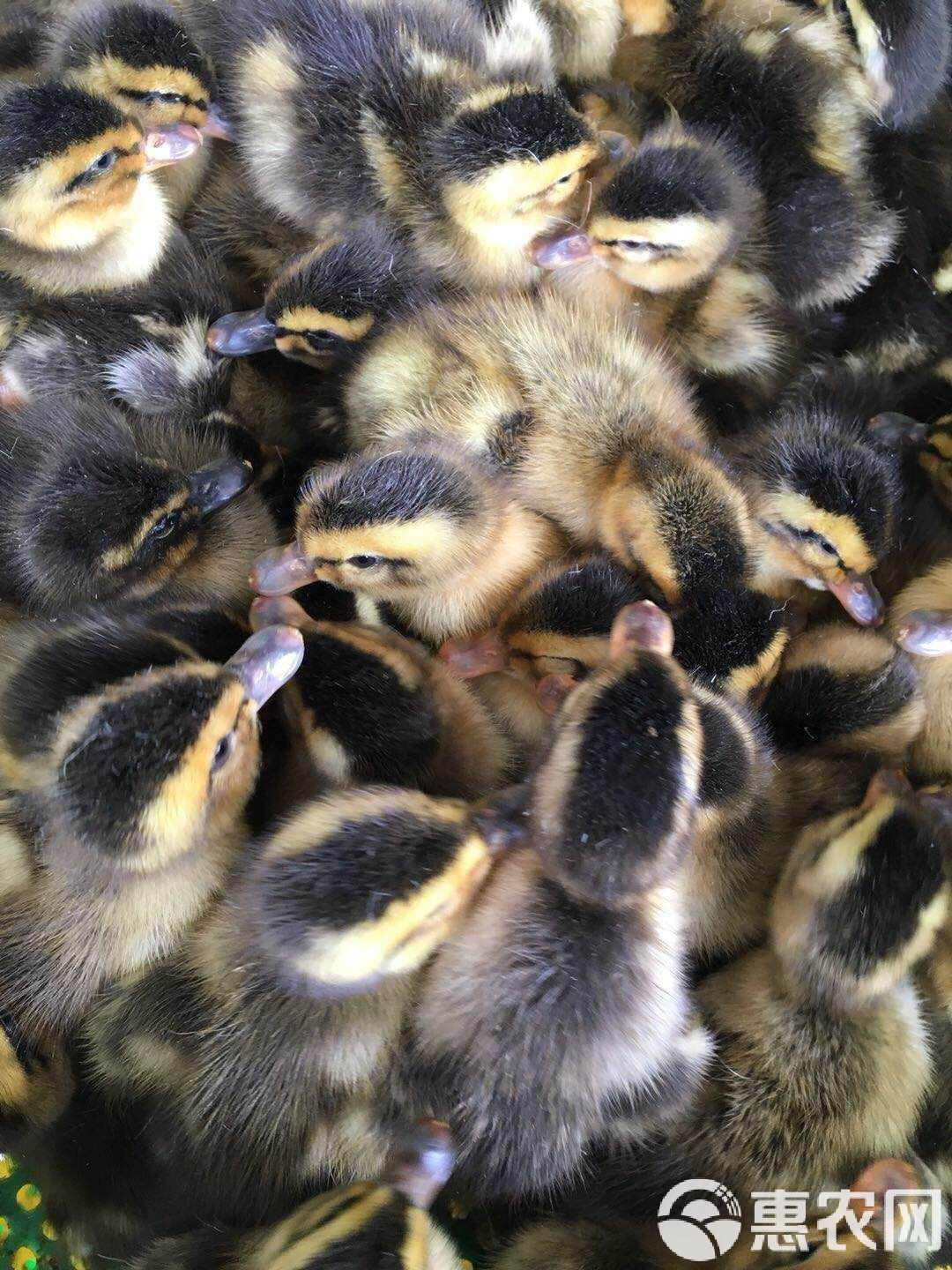 绿头鸭苗市场观察 青头鸭脱温苗每只15元，养殖前景与选购指南