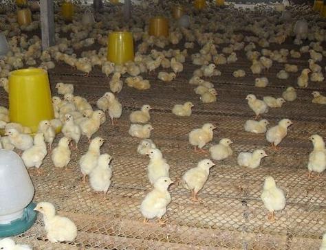 嘉鹏鸡苗 品种特性与养殖前景解析