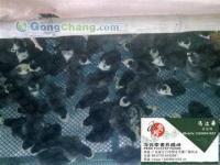 供应云南火鸡苗 市场行情、厂家选择与鸭苗信息参考