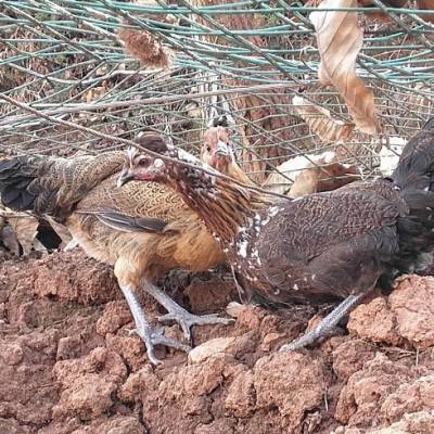 乌骨鸡苗市场行情 批发报价与品种选购指南