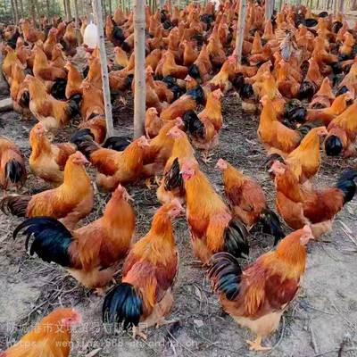 2020年广西灵山地区鸡苗鸭苗价格行情与批发指南