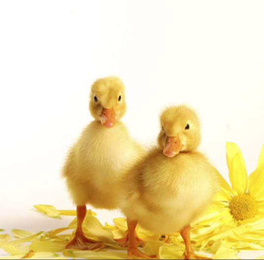 广州鑫康华禽业 专业鸭苗批发与细节展示