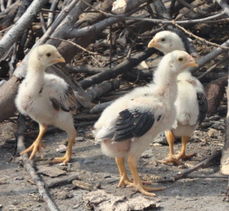 禽业基石 鸡苗与鸭苗的培育与管理
