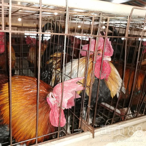 商洛鸡苗批发市场行情与鸭苗价格浅析