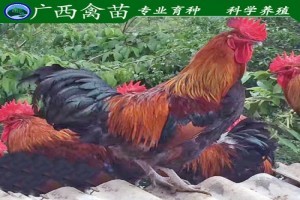 红公鸡苗与鹅苗 养殖新手如何选择合适的家禽苗种
