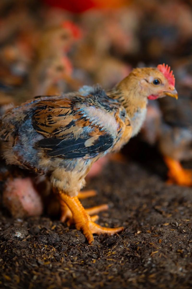 现场实拍脱温鸡苗与极品901鸭苗 真实呈现，品质保障