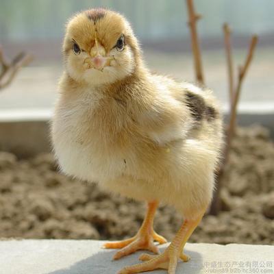 广西南宁灵山土鸡 高质鸡苗与三年质保的养殖新选择