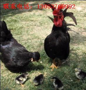 广西元宝鸡鸡苗价格与种鸡场介绍