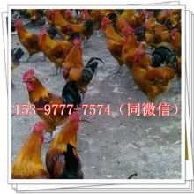 鹅苗的培育与养殖要点