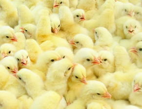 鸡苗的供应渠道