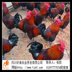 孵化场鸡苗报价与厂家选择指南